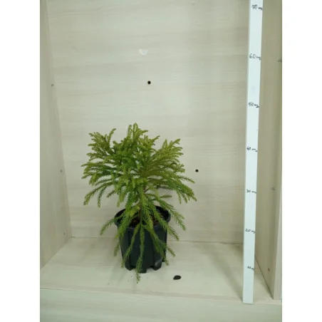 Cryptomeria - Japonica globoasa