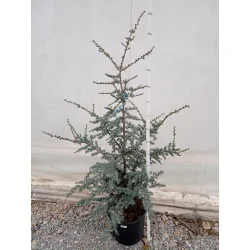 Cedrus Atlantica Glauca - Cedru Atlantic Mediu