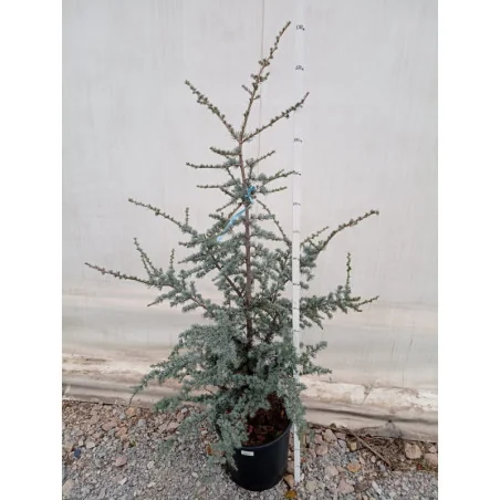 Cedrus Atlantica Glauca - Cedru Atlantic Mediu