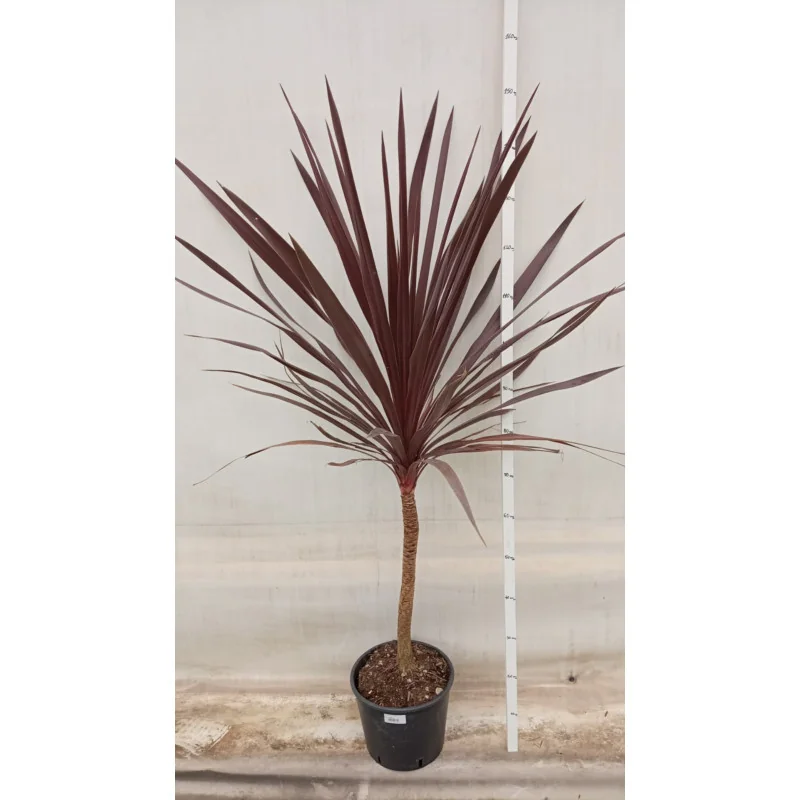 Cordiline Red Star 9 Lt - Palmier varza