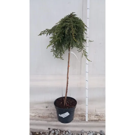 Copacel Juniperus Communis Greenmantle -Ienupar Comun