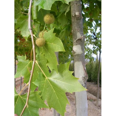Platan 300 cm