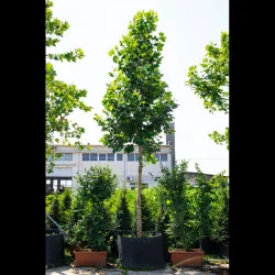 Platan 300 cm