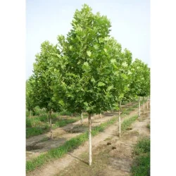 Platan 300 cm