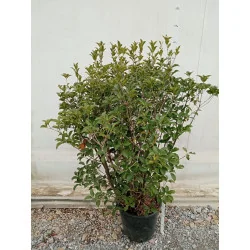 Osmanthus Aquifolium - Ilex fals