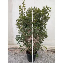 Osmanthus Aquifolium – Arbust Perennial cu Frunziș Lătritor, Vesnic Verde și Flori Delicate, 2 m 🌿✨