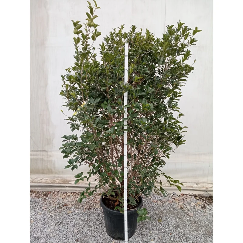 Osmanthus Aquifolium – Arbust Perennial cu Frunziș Lătritor, Vesnic Verde și Flori Delicate, 2 m 🌿✨