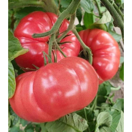 Tomate Buffalopink 250 seminte