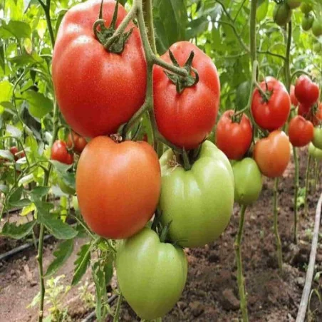 Tomate Marifet 500 seminte