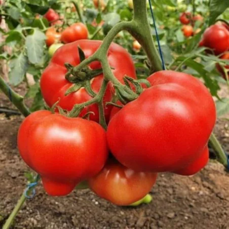 Tomate Dominet F1 - 500 seminte
