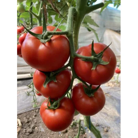 Tomate Paronema F1 - 500 seminte