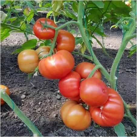 Tomate Devonet F1- 500 seminte