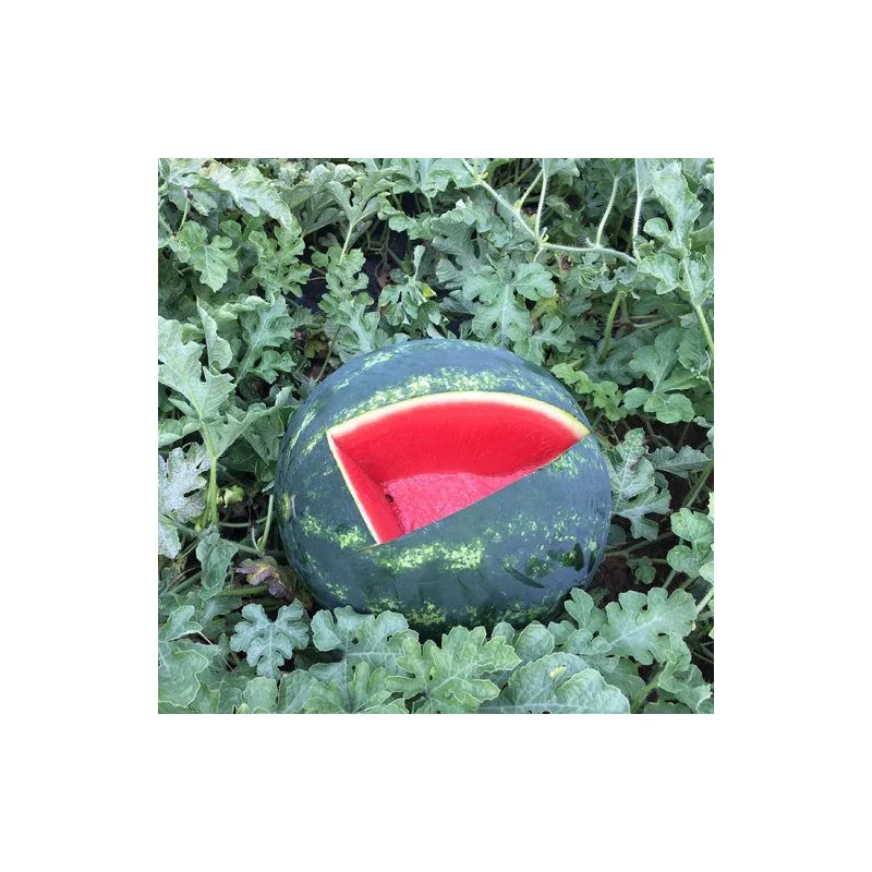 Pepene verde Lusitana RZ - 1000 seminte