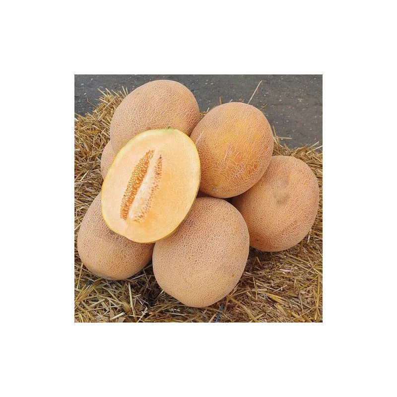 Pepene galben Jessica F1 - 500 seminte