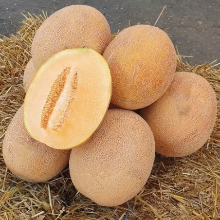 Pepene galben Jessica F1 - 500 seminte