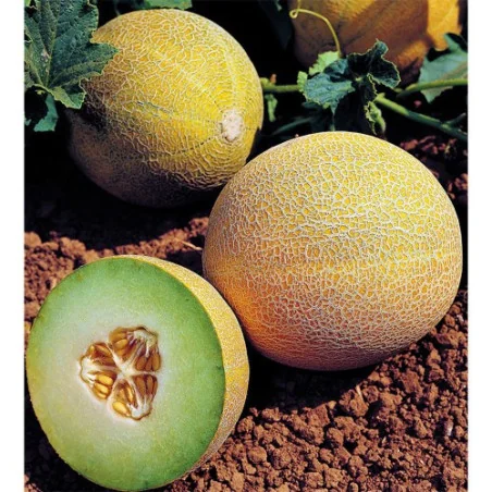Pepene galben Lavigal - 500 seminte