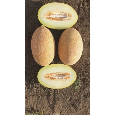 Pepene galben Rebecca F1 - 500 seminte