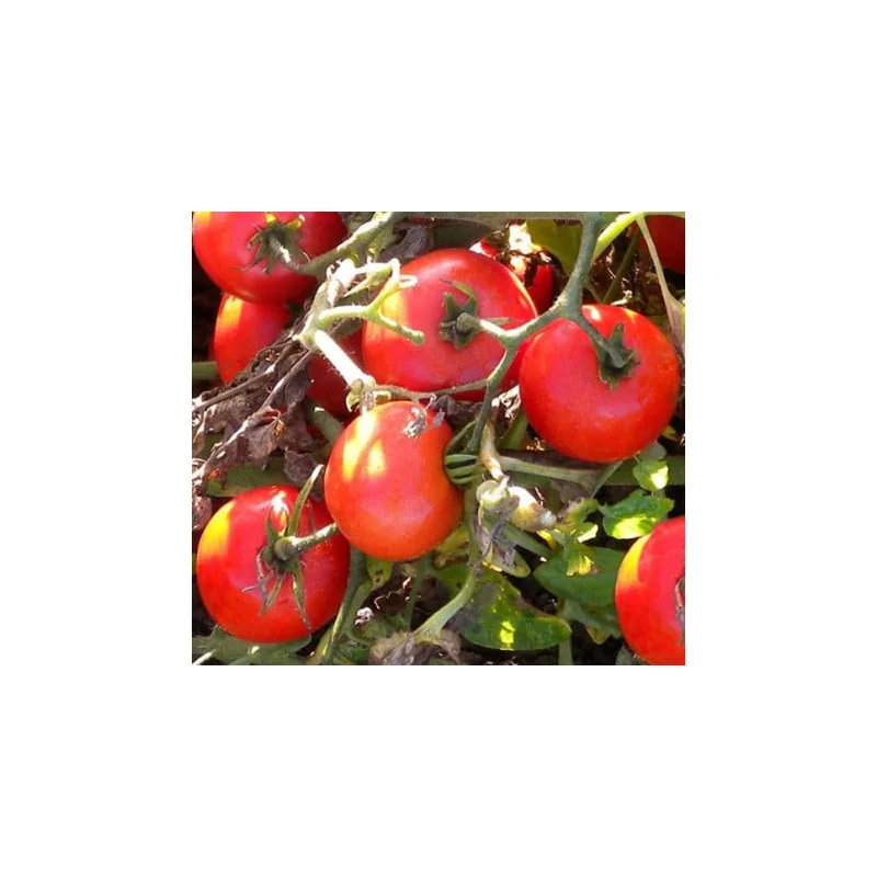 Tomate Heinz 1350 Holland Farming - 10 gr