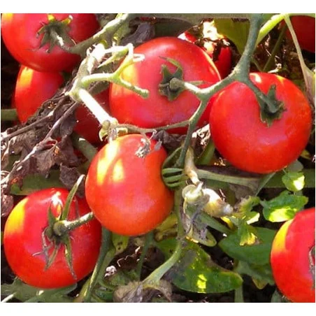 Tomate Heinz 1350 Holland Farming - 10 gr