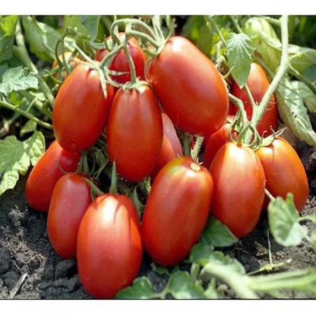 Tomate Rio Grande Holland Farming - 10 gr