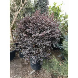 Loropetalum Glob Mare