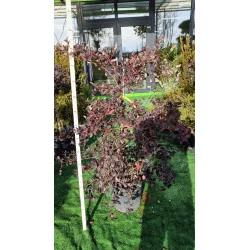 Loropetalum