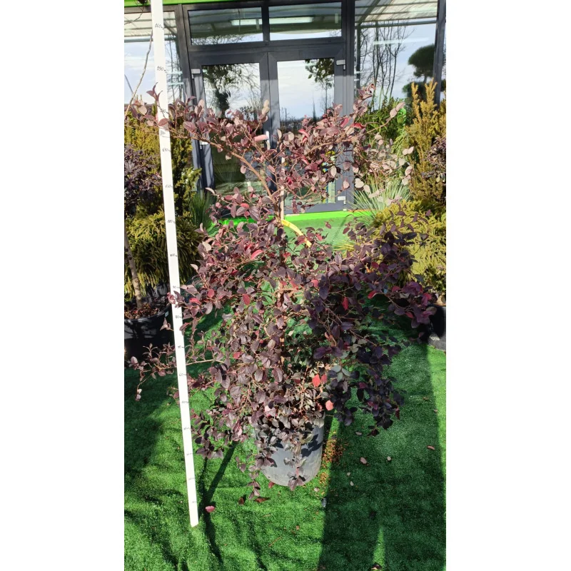 Loropetalum
