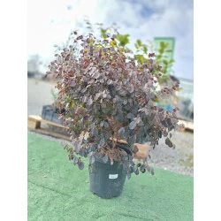 Loropetalum Tufa