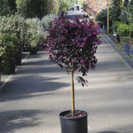 Loropetalum tip copac