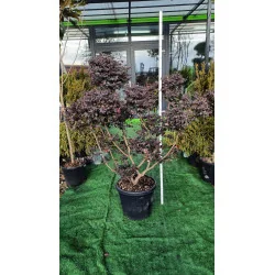Loropetalum Bonsai