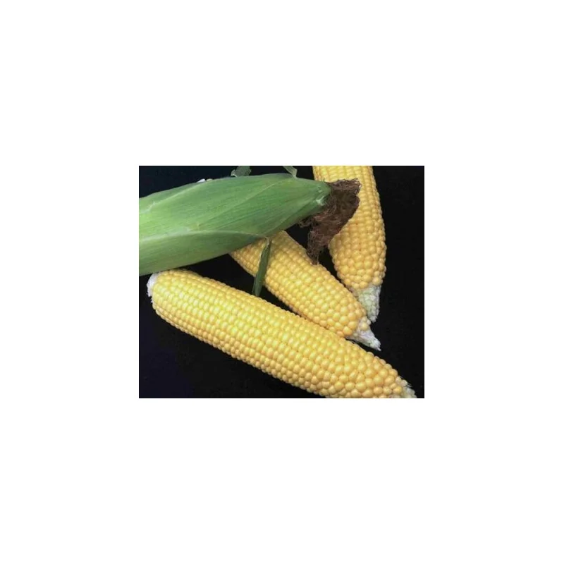 Dessert R78 Porumb Zaharat 100.000 seminte