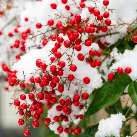 Nandina Domestica 80-100 cm – Arbust Decorativ cu Frunze Colorate Tot Anul, Flori Parfumate și Fructe Roșii