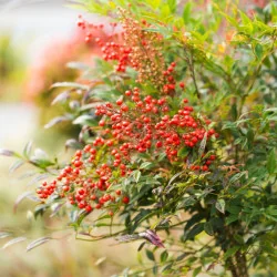 Nandina Domestica 80-100 cm – Arbust Decorativ cu Frunze Colorate Tot Anul, Flori Parfumate și Fructe Roșii
