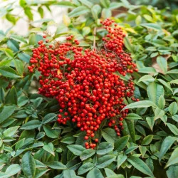 Nandina Domestica 80-100 cm – Arbust Decorativ cu Frunze Colorate Tot Anul, Flori Parfumate și Fructe Roșii