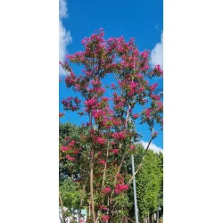 Lagerstroemia 80 cm Roz – Liliac Indian cu Flori Abundente, Arbust Elegant pentru Grădini Colorate