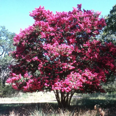 Lagerstroemia 80 cm Roz – Liliac Indian cu Flori Abundente, Arbust Elegant pentru Grădini Colorate