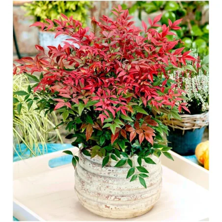 Nandina Domestica