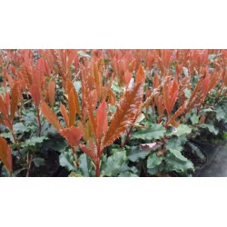 Photinia serratifolia Crunchy – Arbust Ornamental 200-250 cm, Multistem, cu Frunziș Colorat și Dens 🌿✨