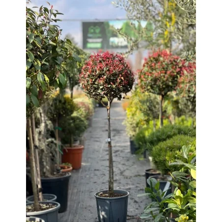Photinia x fraserii Red robin - Photinie crescută pe trunchi