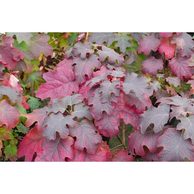 Hydrangea quercifolia - Hortensia cu frunze de stejar