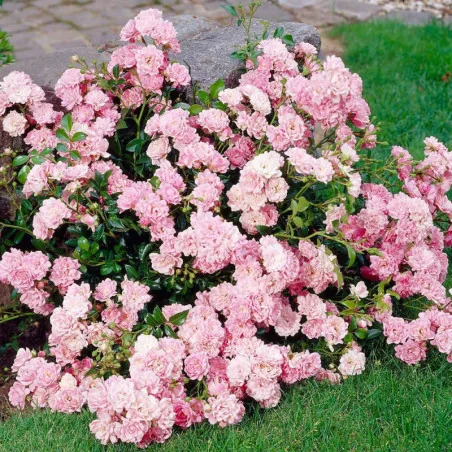 Trandafir Rose The Fairy — trandafir târâtor cu flori mici și parfumate