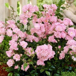 Trandafir Rose The Fairy — trandafir târâtor cu flori mici și parfumate