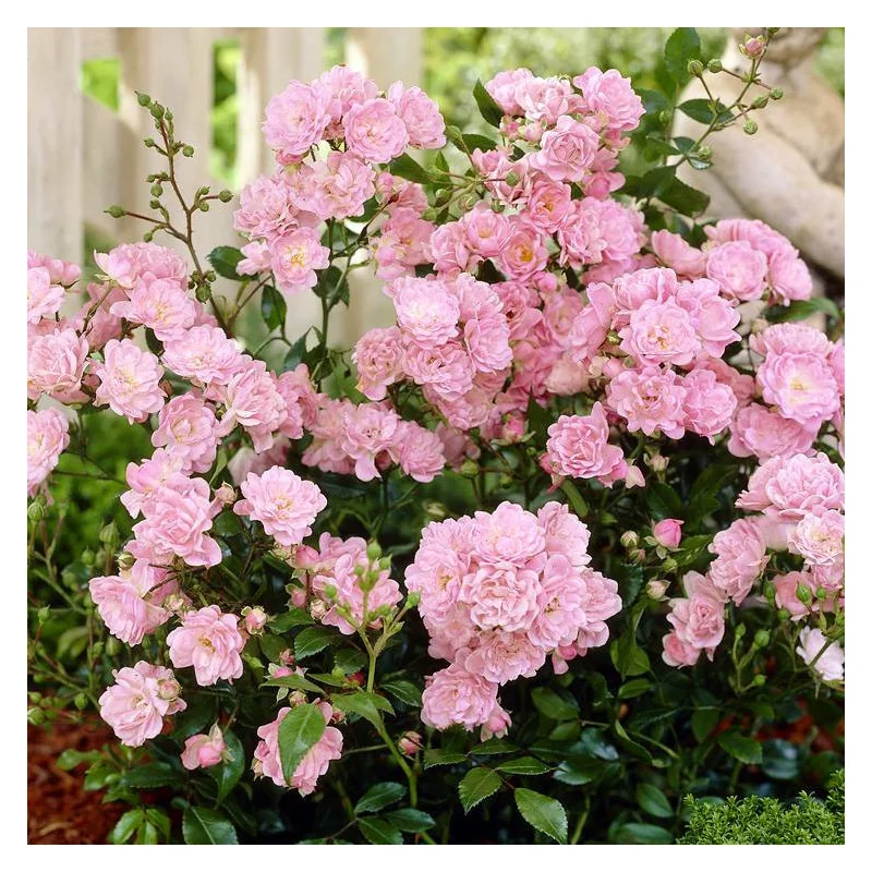 Trandafir Rose The Fairy — trandafir târâtor cu flori mici și parfumate