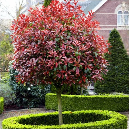 Photinia TM pe picior