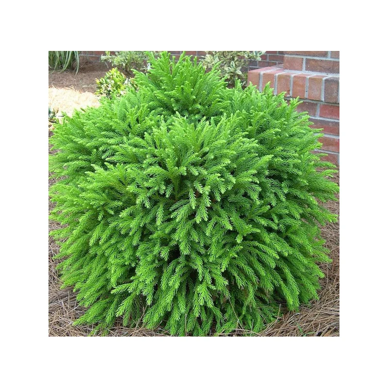 Cryptomeria Globosa Nana- Cedru japonez 30 cm