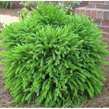 Cryptomeria Globosa Nana- Cedru japonez 30 cm