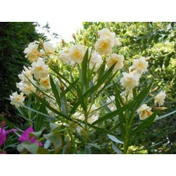 Leandru - Nerium Oleander Galben SIMPLU 50-70 cm | Arbust Decorativ cu Flori Spectaculoase