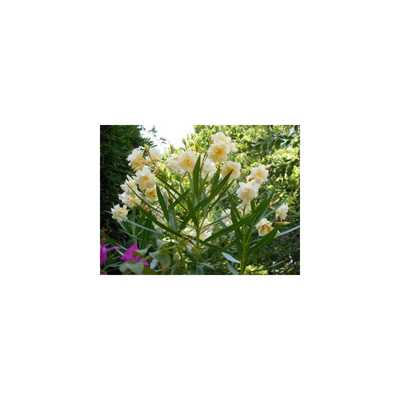 Leandru - Nerium Oleander Galben SIMPLU 50-70 cm | Arbust Decorativ cu Flori Spectaculoase