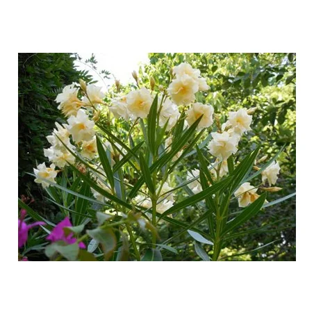 Leandru - Nerium Oleander Galben SIMPLU 50-70 cm | Arbust Decorativ cu Flori Spectaculoase