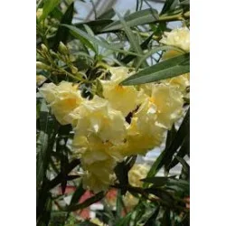 Leandru - Nerium Oleander Galben SIMPLU 50-70 cm | Arbust Decorativ cu Flori Spectaculoase